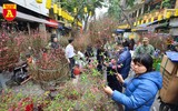 Rực rỡ sắc xuân ở chợ hoa Hàng Lược